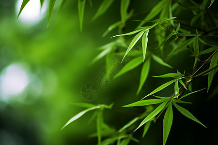 绿色的翠竹植物图片