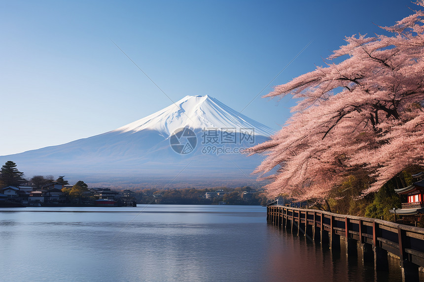 户外的火山和樱花图片