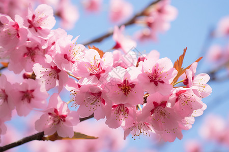 一簇粉嫩的桃花高清图片