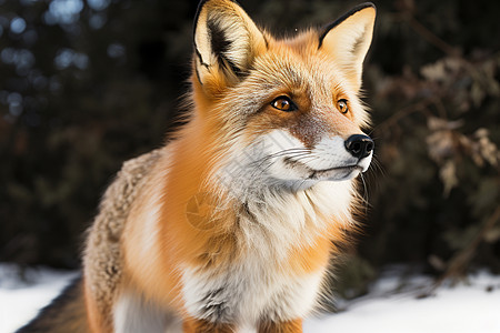 雪中狐狸盯着前方图片