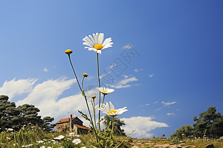 小雏菊花色和煦阳光下的花海背景