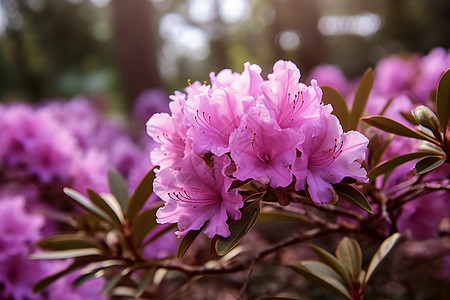 红色杜鹃花红色花开高清图片