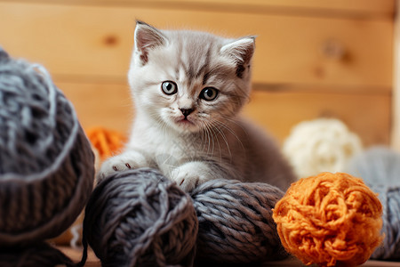 毛线篮里的小猫图片