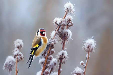 积雪植物上的小鸟图片