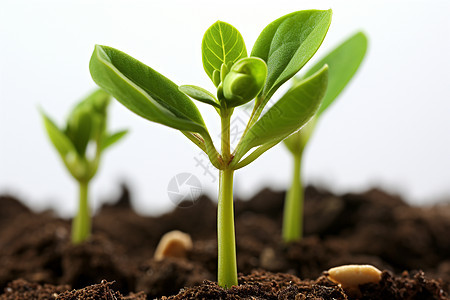 油菜豆幼苗在土壤中生长图片