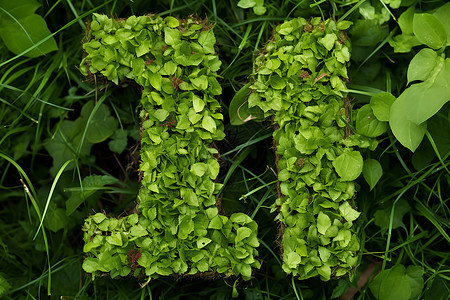 绿色植物拼成的数字图片