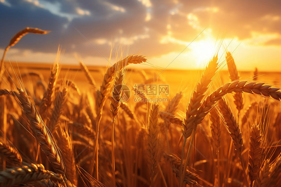 田野上的金黄的小麦图片