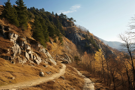 秋天山坡上的树林图片