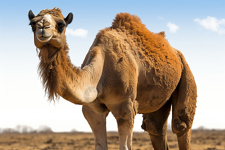 戈壁骆驼沙漠里的骆驼背景
