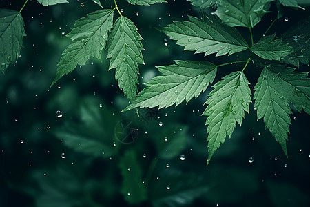 清新夏日的绿叶水滴背景图片