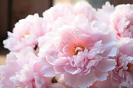 盛开的牡丹花高清图片下载-正版图片600643408-摄图网