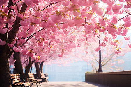 湖边盛开的樱花图片