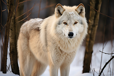 严冬中的白狼图片