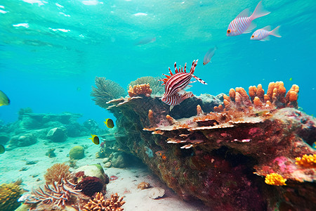 深海水母海底世界的绚烂美景背景