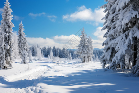 冬季美丽的雪景图片