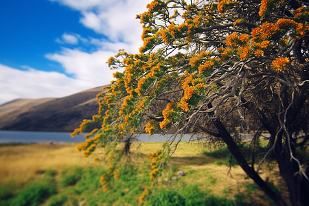 橙色花朵的树图片