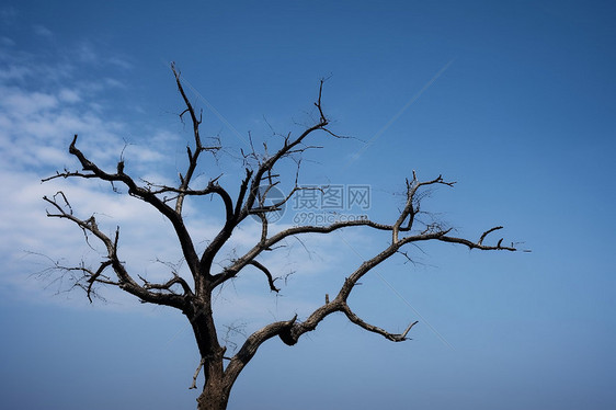 蓝色天空的树形轮廓图片