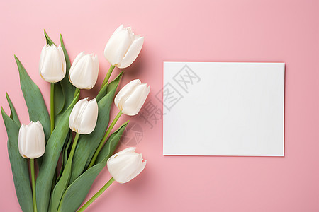 粉色背景上的郁金香和白色纸张图片