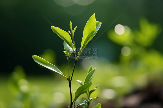 农业种植的幼苗田野图片