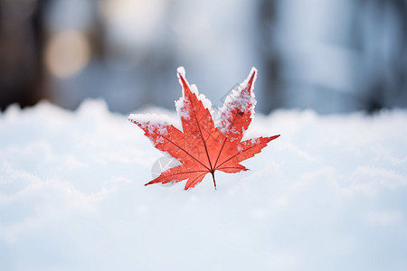 冬季雪堆中的枫叶高清图片