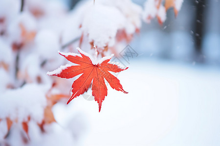 冬季红叶飘雪的景观高清图片