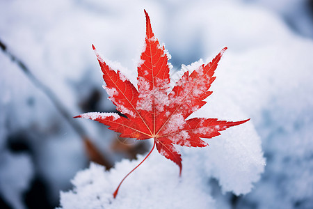 冷意盎然的红叶落雪图片