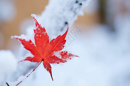 雪堆中的枫叶高清图片