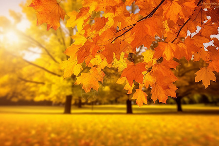 金黄色的秋季公园景观图片