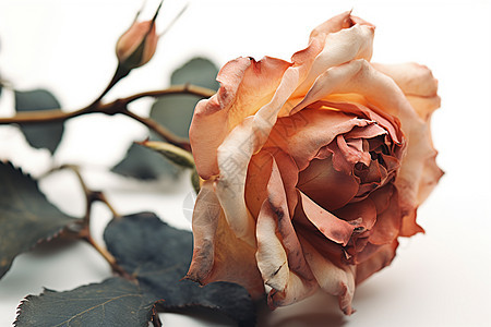 消逝美丽的玫瑰花朵背景图片