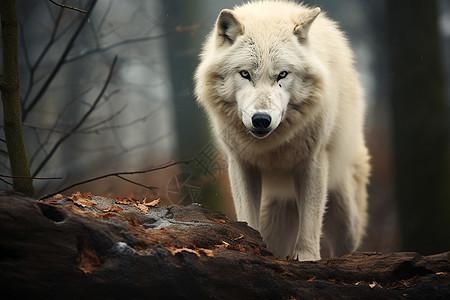 凶猛的白狼动物图片