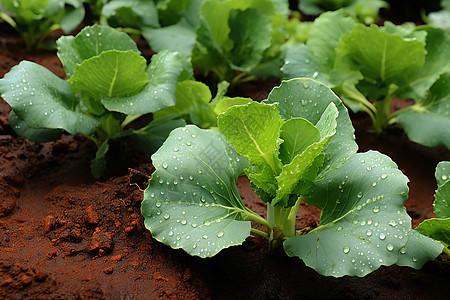 乡村农业种植的蔬菜田野图片