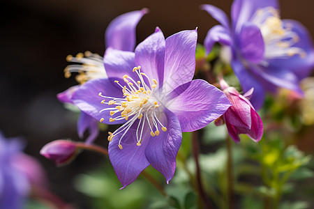 户外花园中美丽的紫色花朵图片