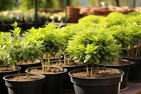 花园中的盆栽植物图片