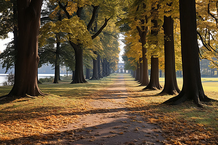 美丽的秋季城市公园景观图片