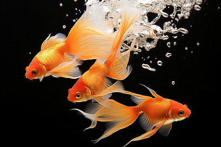 鱼缸中游泳的金鱼图片