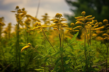 自然成长的黄色花田图片