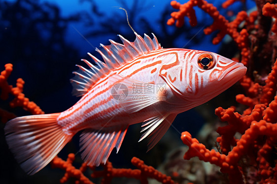 海洋生物的短嘴鹰鱼图片