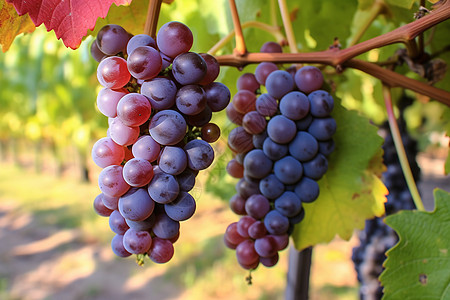 葡萄园中成熟的葡萄图片