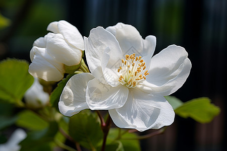 绽放的白色梨花图片