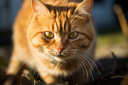 户外毛茸茸的小橘猫背景图片