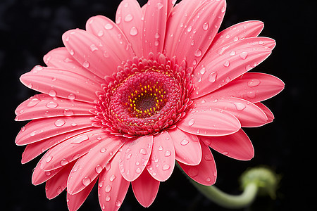 花海中的粉色美丽花朵图片