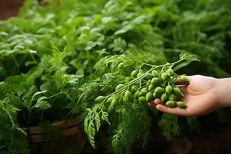 乡村农业种植的农作物图片