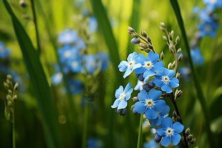夏季花园中盛开的蓝色花朵图片