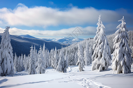 冬日园林的雪景图片