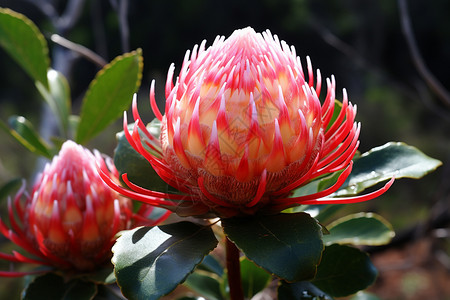 花园里面漂亮的花朵高清图片