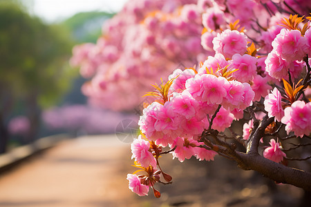 樱花树花瓣飘落春日里的樱花树背景