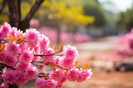 公园树枝上的花朵图片