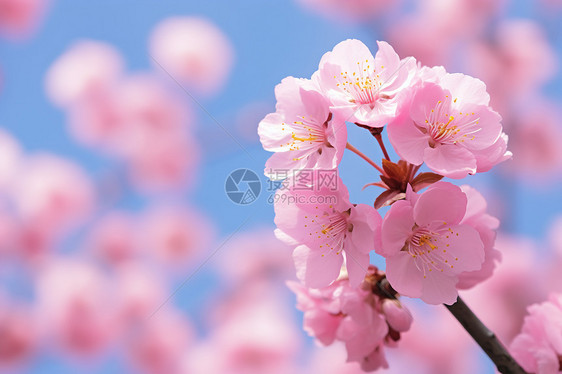 樱花树春日盛放图片