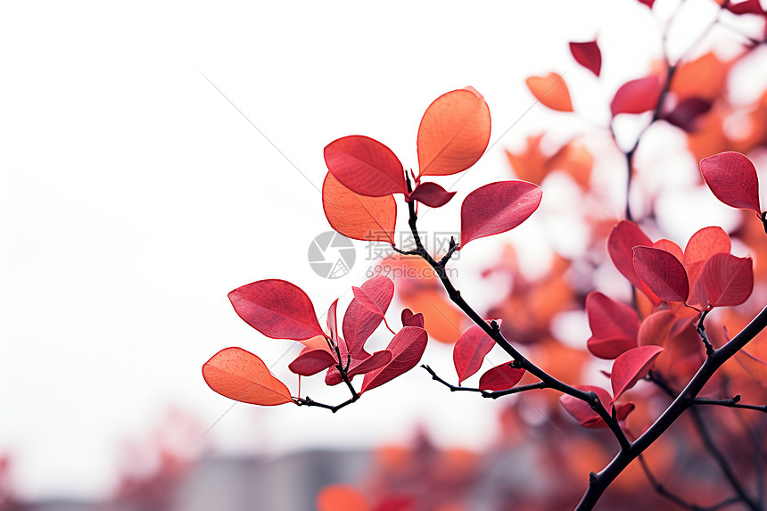 户外树枝上的红叶图片