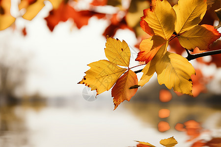 树枝上金黄色的落叶图片